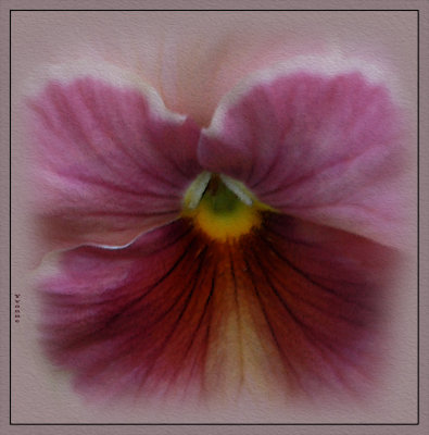 Pansy time