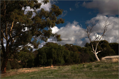 Gum trees for shade