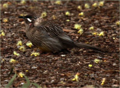 Damaged bird