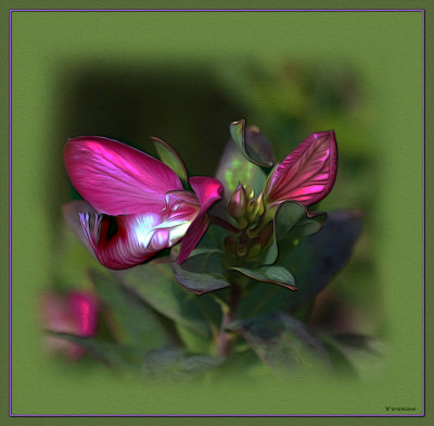 Flowers - winter (June) Grampians 2013