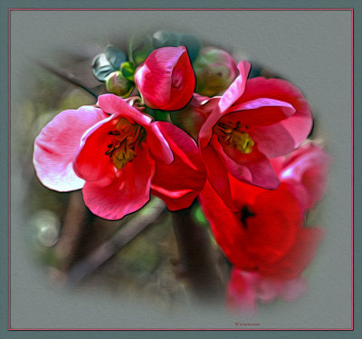 Flowering Quince