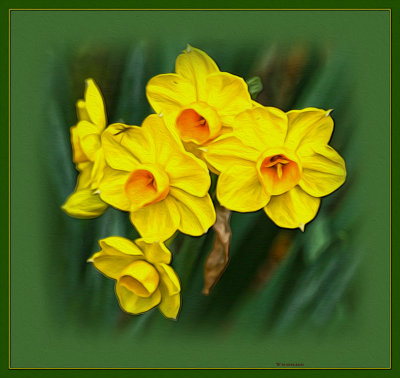 More of the Jonquils