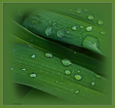 Leaves in the rain