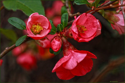 Flowering Quince, up close