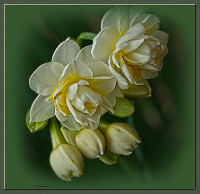 Jonquils 2