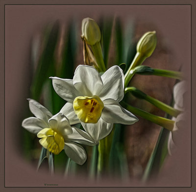 Time for Jonquils