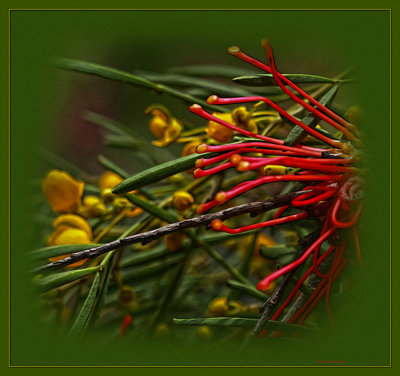 Cassia & Hakea