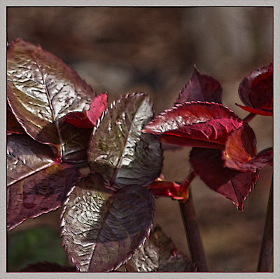 Fresh new leaves