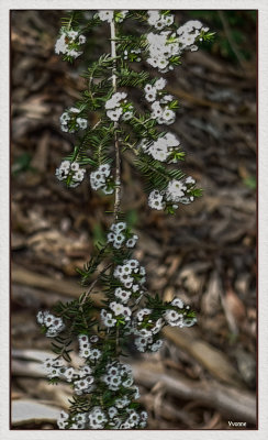 Thryptomene