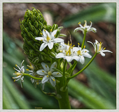 Cuban Lily, white