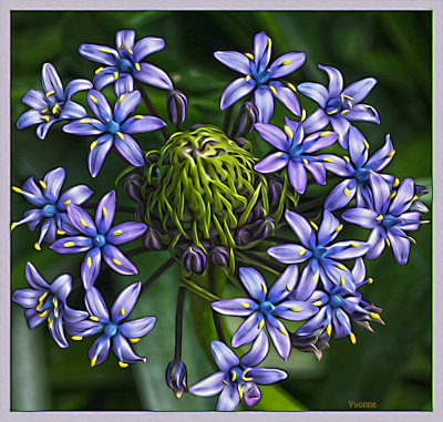 Cuban Lily, blue