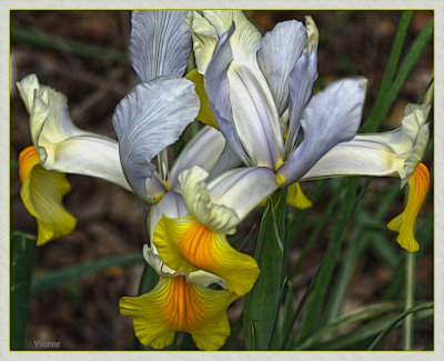 Dutch Iris Apollo
