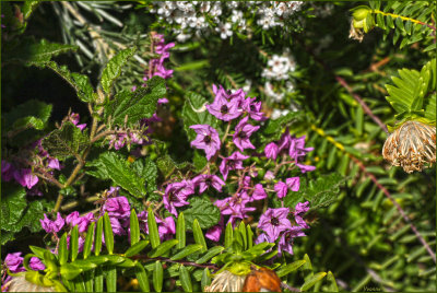 Purple wildflower