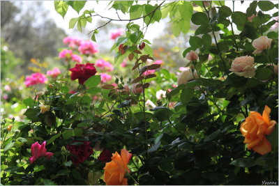 On the pathway through the roses
