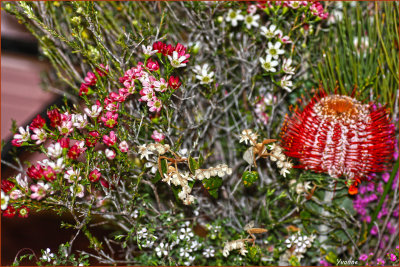 Wildflower exhibition