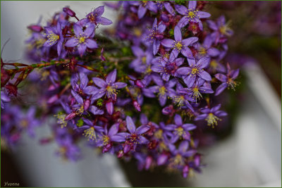 Posy Starflower