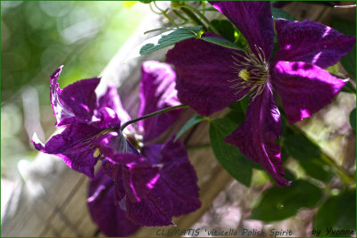 CLEMATIS viticella Polish Spirit
