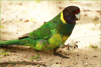 Another of the ring-necked parrot