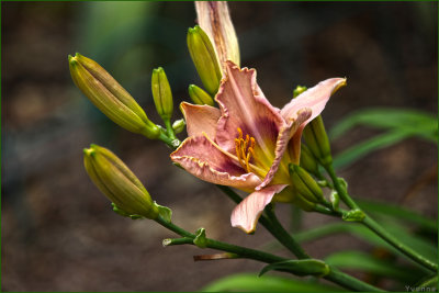 Day Lily
