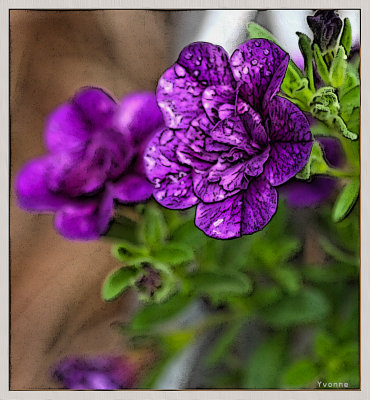 Calibrachoa