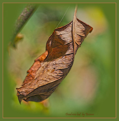 Shrivelled leaf of a rose bush