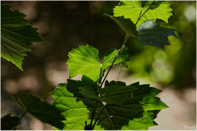 Vine leaves