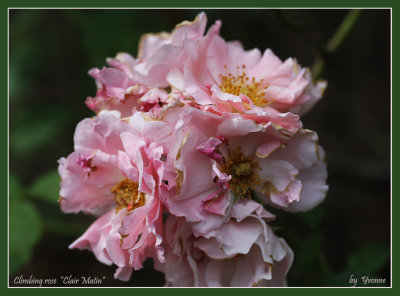 Burnt roses