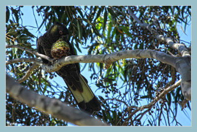 The Black Cockatoo with a Pine Cone