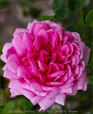 Aussie bred rose No. 2 on display