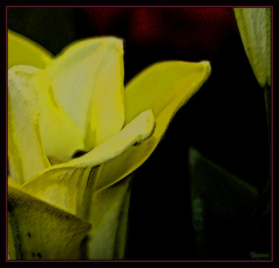 Pale lily