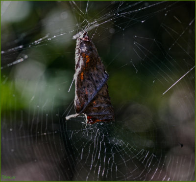 Leaf Spider 2