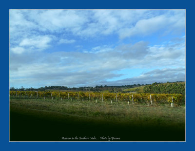 Autumn among the vines