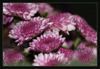 Flowers in May