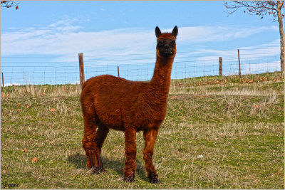 Alpaca in the Skilly Hills