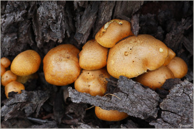 Fungi at the base of a tree