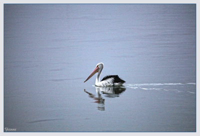 Pelican