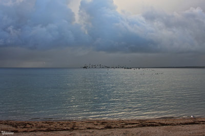 Flock of birds