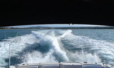 The wake