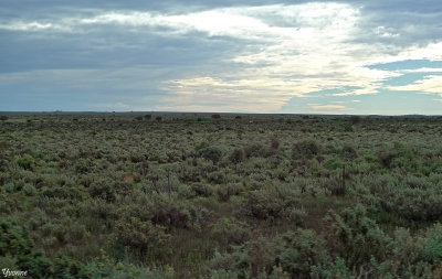 Sheep in the salt-bush