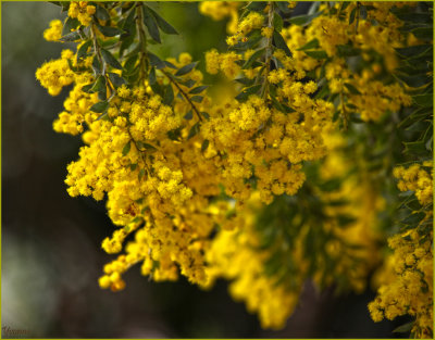 The last Acacia for 2014
