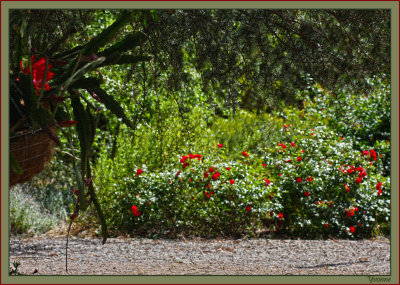 Epiphyllum and the rose called Mainau Feuer