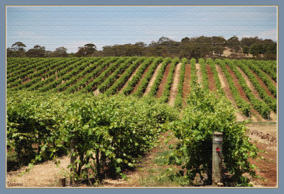 Barossa Valley & Wineries in Spring