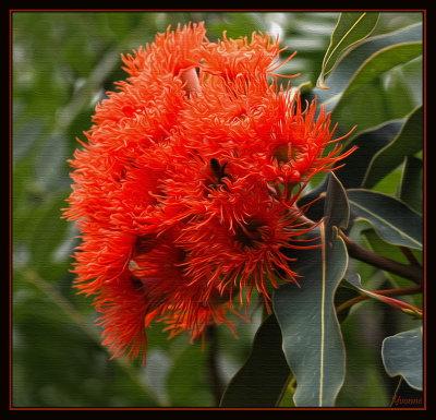Eucalyptus ficifolia in bloom