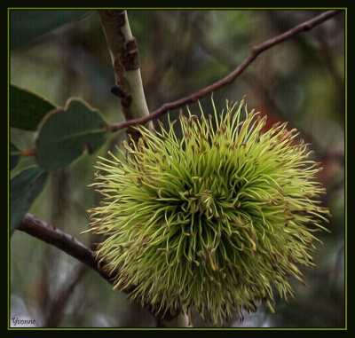 Green Eucalyptus Tree Flower