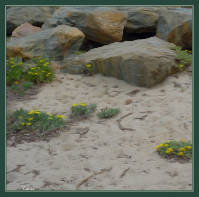 Daisies in the sand