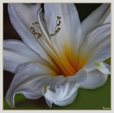 White Belladonna Lily