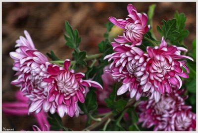 Chrysanthemums