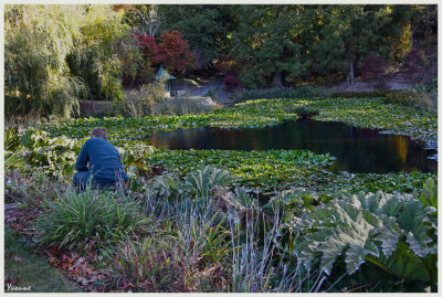 Mt. Lofty Botanic Gardens in the Autumn of 2015