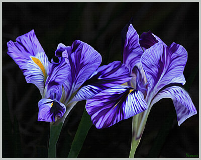 Winter Iris