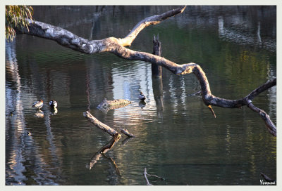 Swimming the lagoon